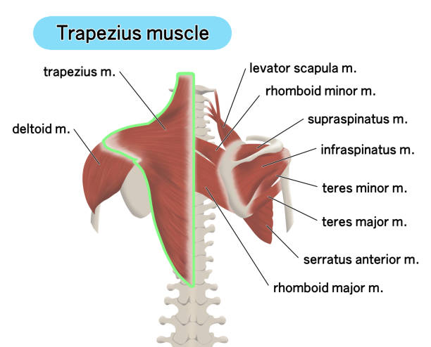 告別「斜方肌發炎引起肩頸疼痛，迎接舒適生活！ 台中物理治療所推薦｜徒手物理治療
